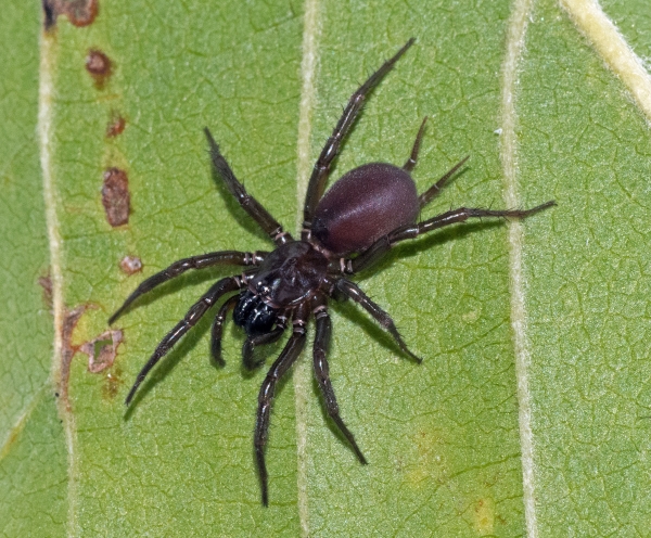 Photo of Hexura picea by <a href="www.birdspiders.com">Rick C. West</a>